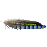 lbrokerh